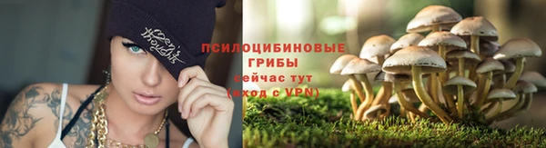 прущие грибы Бугульма